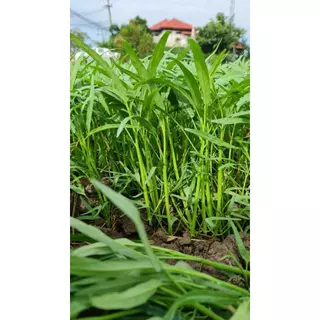 ตราลูกโลก เมล็ดผักบุ้งใบไผ่ Morning glory เมล็ดพันธุ์ผัก ผักสวนครัว ผักซอง