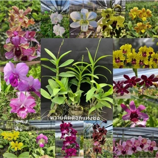 กล้วยไม้หวายเเทงช่อปริ่มติดดอก​ กระถาง​3.5​ นิ้ว​ คละสี