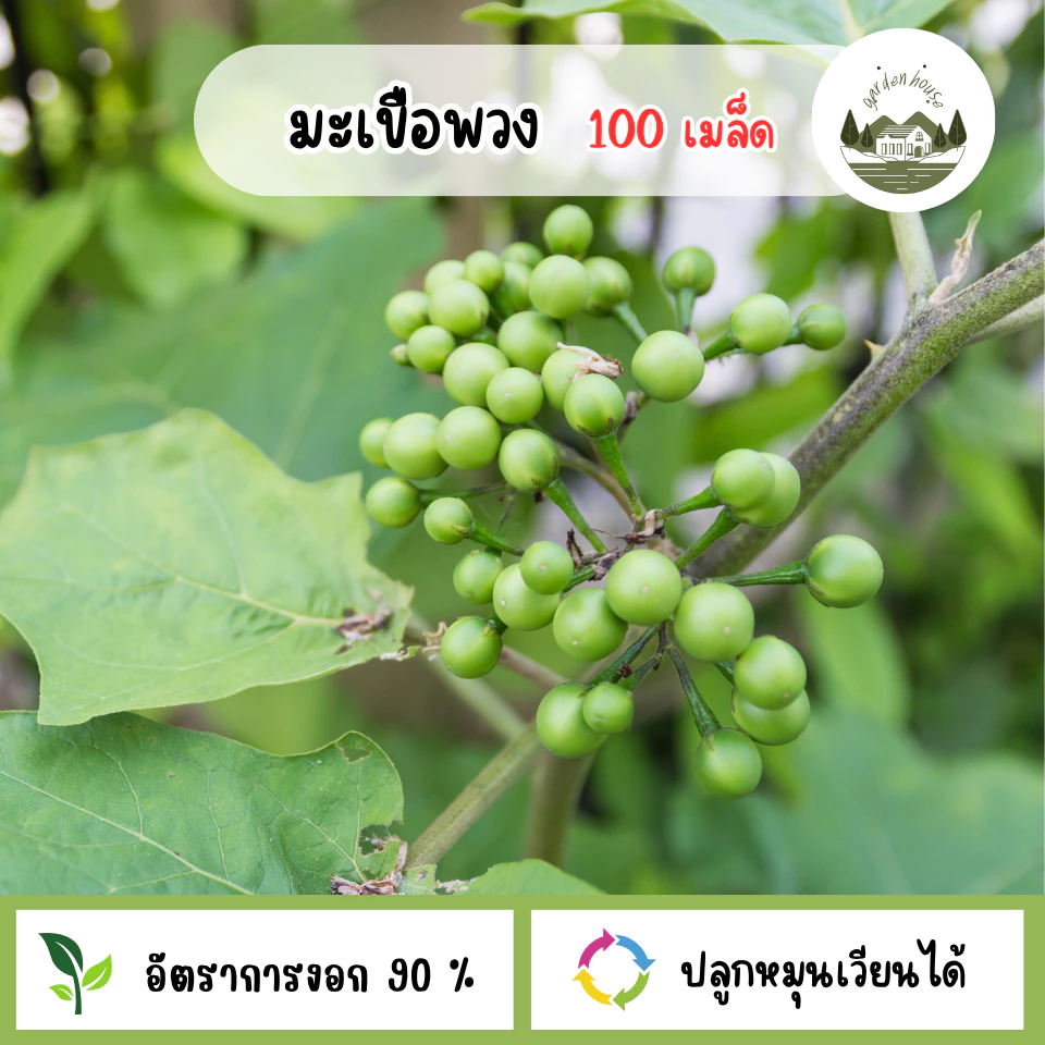 เมล็ดมะเขือพวง 100 เมล็ด