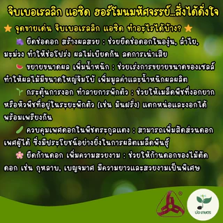 จิบเบอเรลลิก แอซิด 20 เอสที (5 กรัม) [กรดจิบเบอเรลลิก] ฮอร์โมนยืดช่อดอก เพิ่มสัดส่วนดอกตัวผู้ ขยายขนาดผล กระตุ้นการงอก