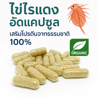ไข่ไรแดง มาโคร (Moina Macrocopa) อาหารปลาสำหรับลูกปลาแรกเกิด ราคาถูก ฟักง่าย