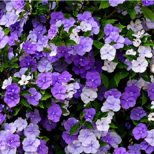 พุดสามสี ไม้ดอกหอม มี3สีในต้นเดียว Brunfelsia pauciflora