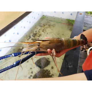 อาหารกุ้ง โปรตีน38% คาร์กิล แบ่งบรรจุ กลิ่่นหอม โตเร็ว โปรตีนสูง