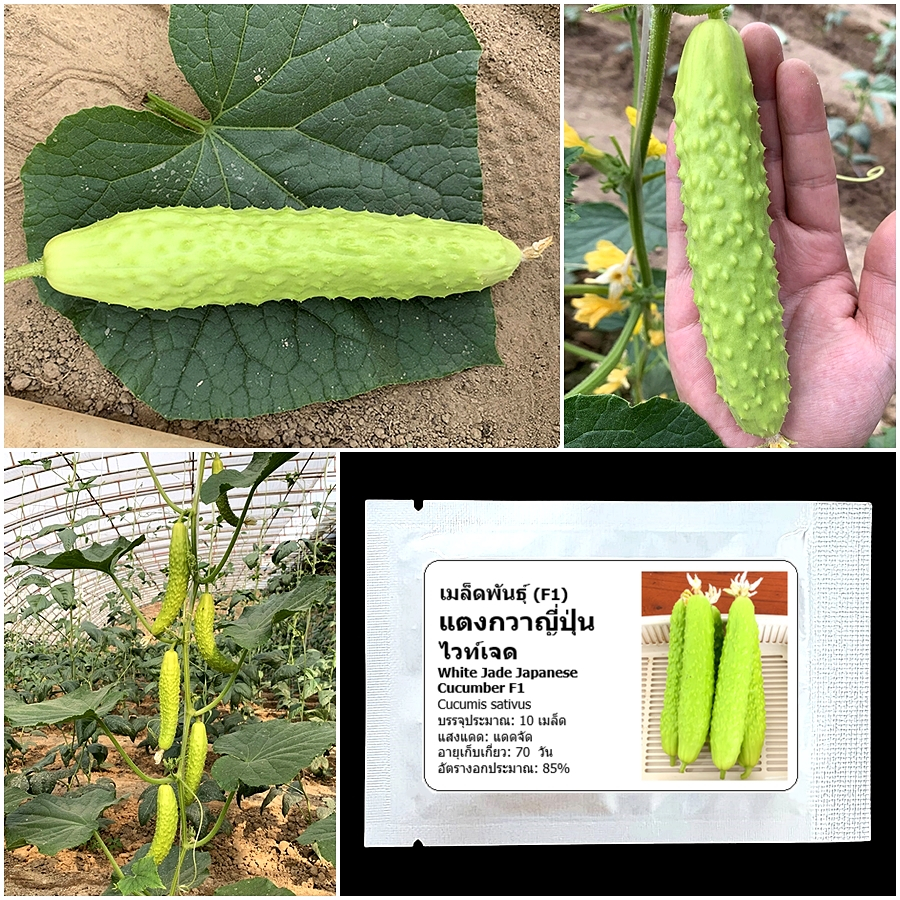 เมล็ดพันธุ์ แตงกวาญี่ปุ่น ไวท์เจด White Jade Japanese Cucumber F1 Seed 10 เมล็ด คุณภาพดี ของแท้ 100%