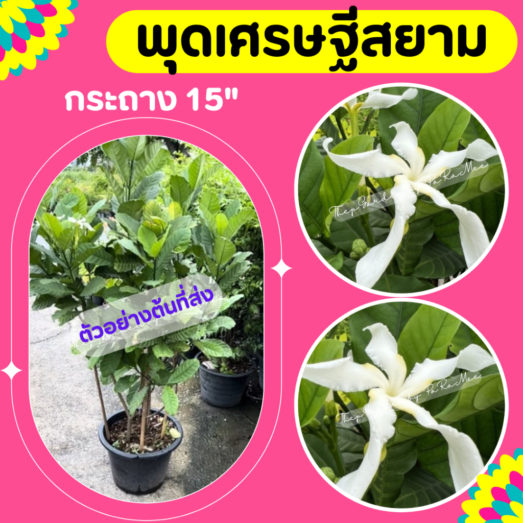 ต้นพุดเศรษฐีสยาม ไม้ดอกหอม กระถาง 15 นิ้ว
