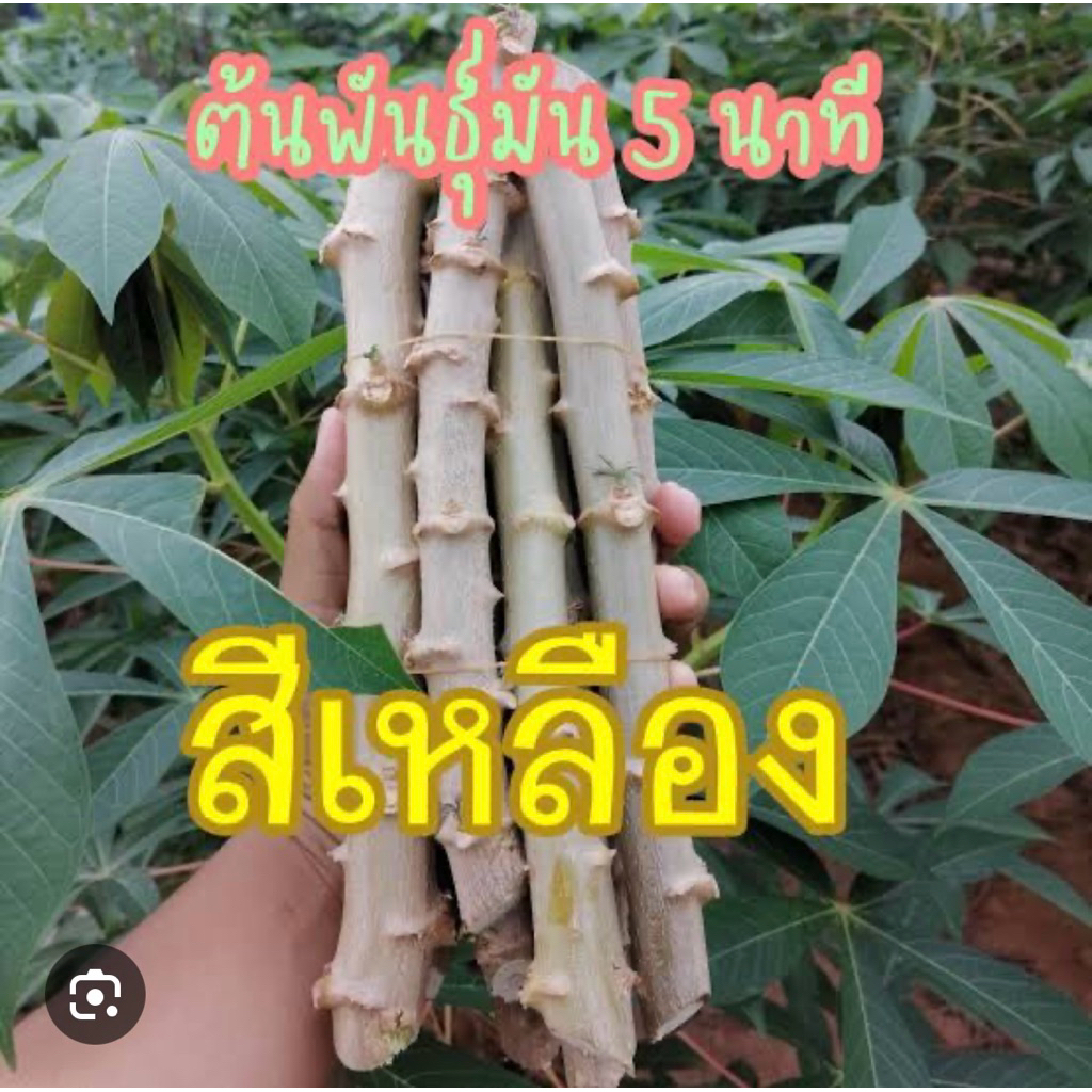 ท่อนมัน5นาทีพันธุ์เหลืองพิรุนสำหรับทำขนม ตัดท่อน