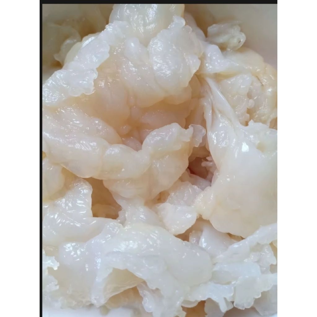 แมงกระพรุน 450g. แมงกระพรุนขาวจืด นำไปปิ้งย่าง สุกี้ชาบู หมูกะทะ ยำ หรือนำไปปรุงตามความต้องการ