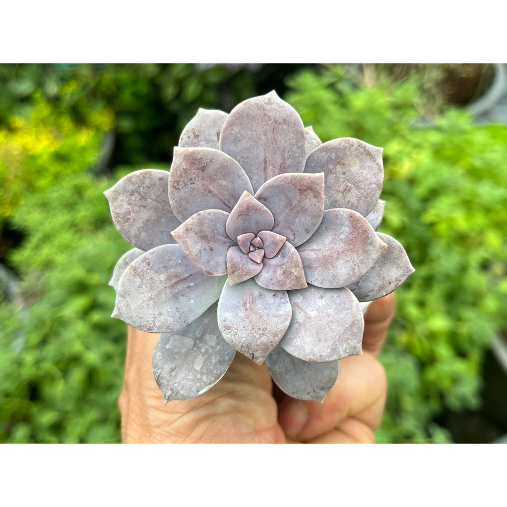 Graptopetalum superbum (s)ไม้อวบนำ้ กุหลาบหิน ขนาาด 2 นิัว
