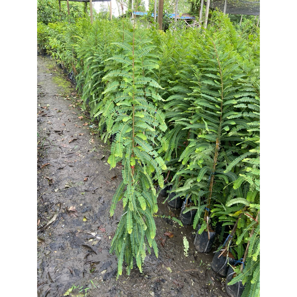 ต้นมะขามป้อมยักษ์ ทาบกิ่ง (สูง 100-120cm) ผลใหญ่ ติดผลดกมาก ทนแล้ง รากแน่น พร้อมปลูก - รูปที่ 2