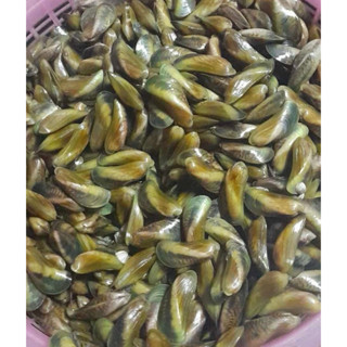 หอยพง แบบเปลือก 1 กิโล แบบแกะขนาด  500  กรัม