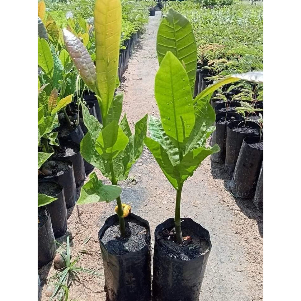 🌿ต้นมะม่วงหิมพานต์เพราะเมล็ด🌿ซื้อ 4ต้นแถมฟรี 1 ต้น