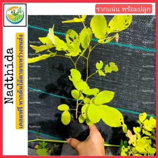 ต้นทองนพเกล้า หรือต้นชะแนบทอง ต้นไม้สวย ต้นไม้มงคล