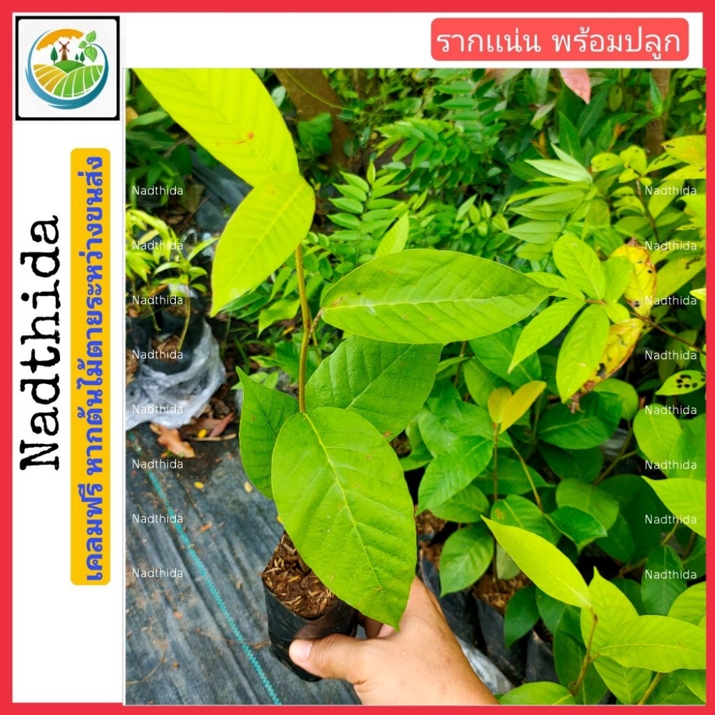 Nadtida ต้นยางนา  ต้นไม้ตาย ระหว่างขนส่งเคลมฟรี 25-35ซม. พร้อมปลูก ยางนา ยาง ต้นไม้ตาย ระหว่างขนส่ง เคลมฟรี