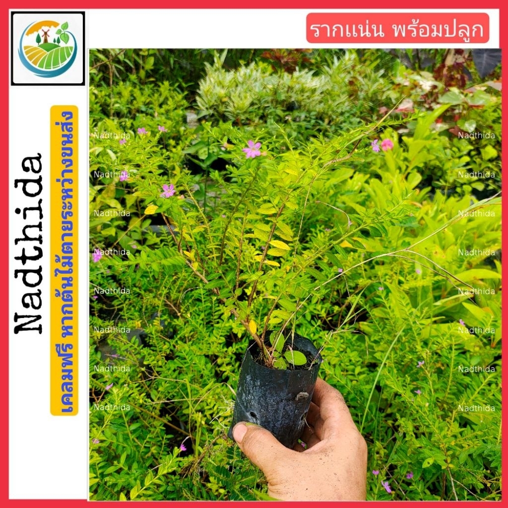 Nadthida ต้นหลิวไต้หวัน บ้านไทรทวี  ต้นไม้ตาย เคลมฟรี ทุกต้น เฉพาะ ระหว่างขนส่ง เท่านั้น หลิวไต้หวัน ต้นหลิว หลิว