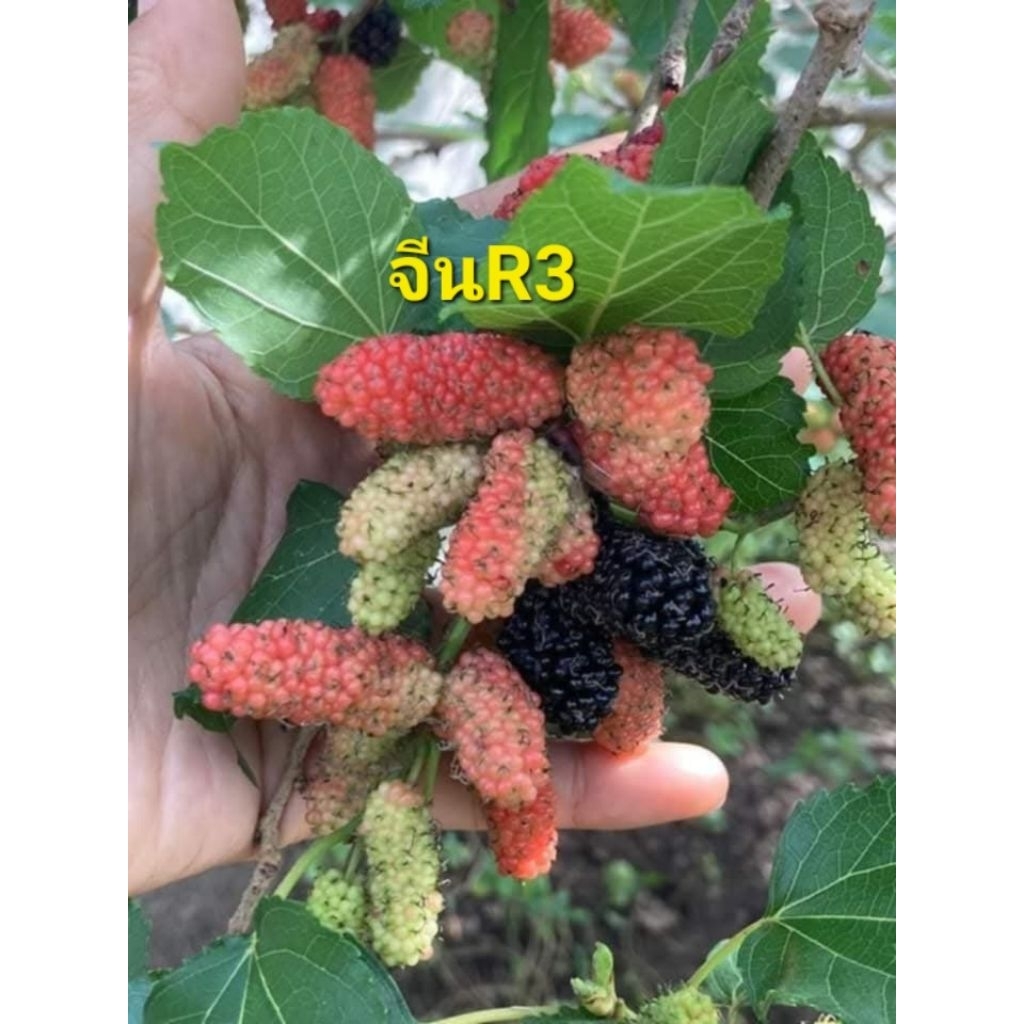 มัลเบอร์รี่/หม่อน พันธุ์จีนR3 ผลสีเขียวและสีแดงไม่สุกจะเปรี้ยว ผลสีดำจะหวาน