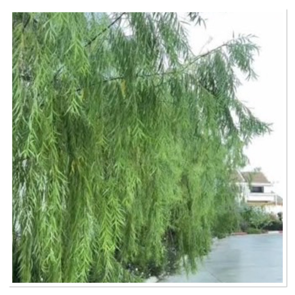 ต้นหลิวลู่ลม ไม้มงคลนิยมปลูก (1-1.2เมตร)ปลูกเสริมฮวงจุ้ย นำโชคลาภ ความเจริญ รุ่งเรืองแก่ผู้ปลูก  ถุงเพาะ8“ - รูปที่ 2