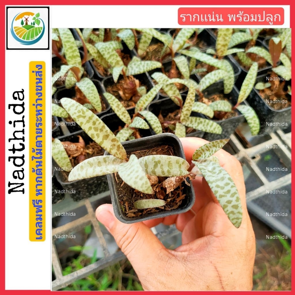 หอมทะเลทราย กระถาง 2นิ้ว เเคคตัส เเคคตัส มะพร้าวทะเลทราย  Nadthida