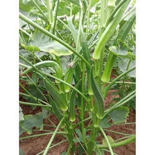 เมล็ดพันธุ์กระเจี๊ยบเขียวสายพันธุ์ญี่ปุ่น 200 เมล็ด 49 บาท