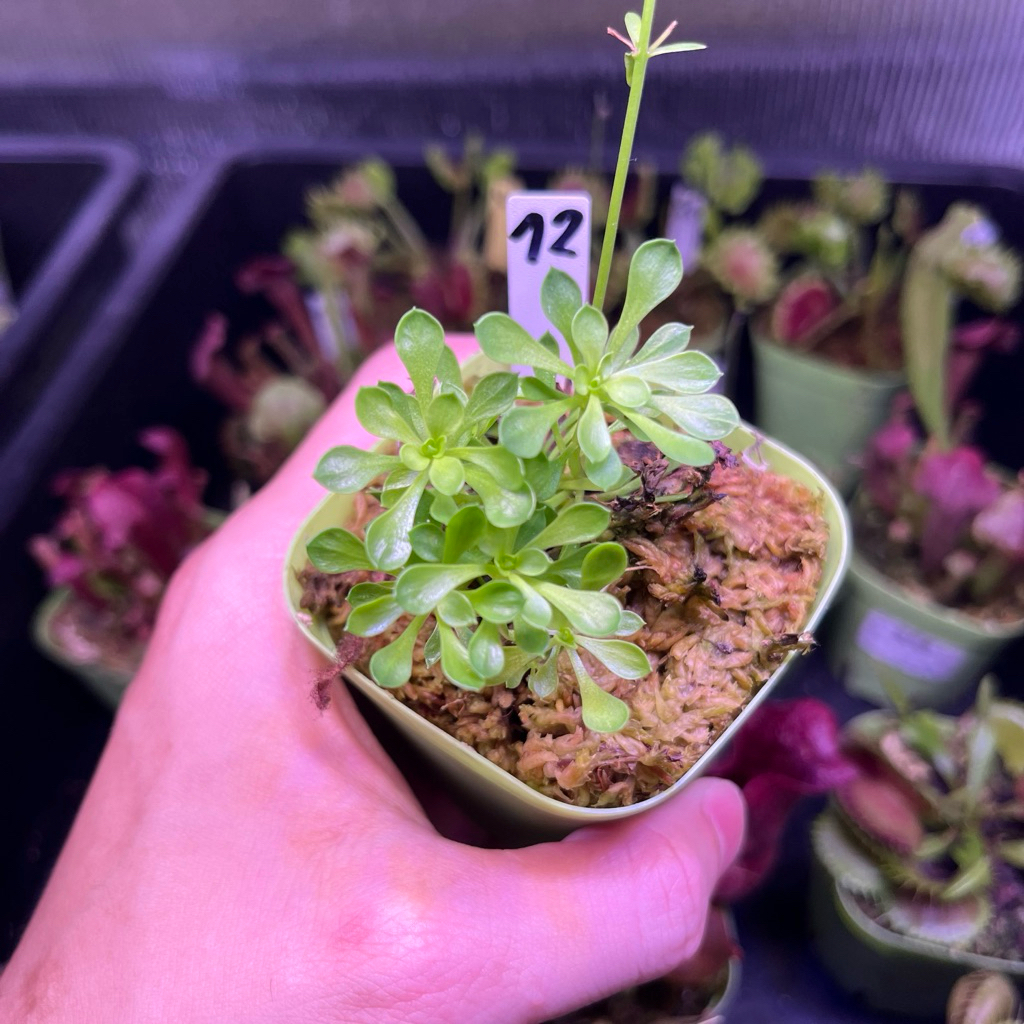 ดอกไม้ทุบหัวแมลง Stylidium ต้นจริงพร้อมส่ง