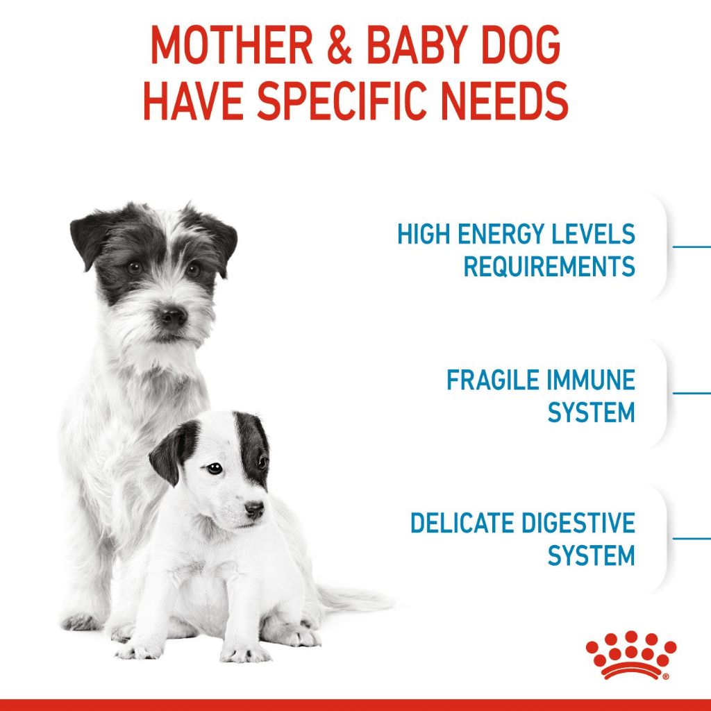 Royal Canin Dog 3 kg สำหรับแม่และลูกสุนัขพันธุ์เล็ก Starter Mother & Baby Dog - รูปที่ 3
