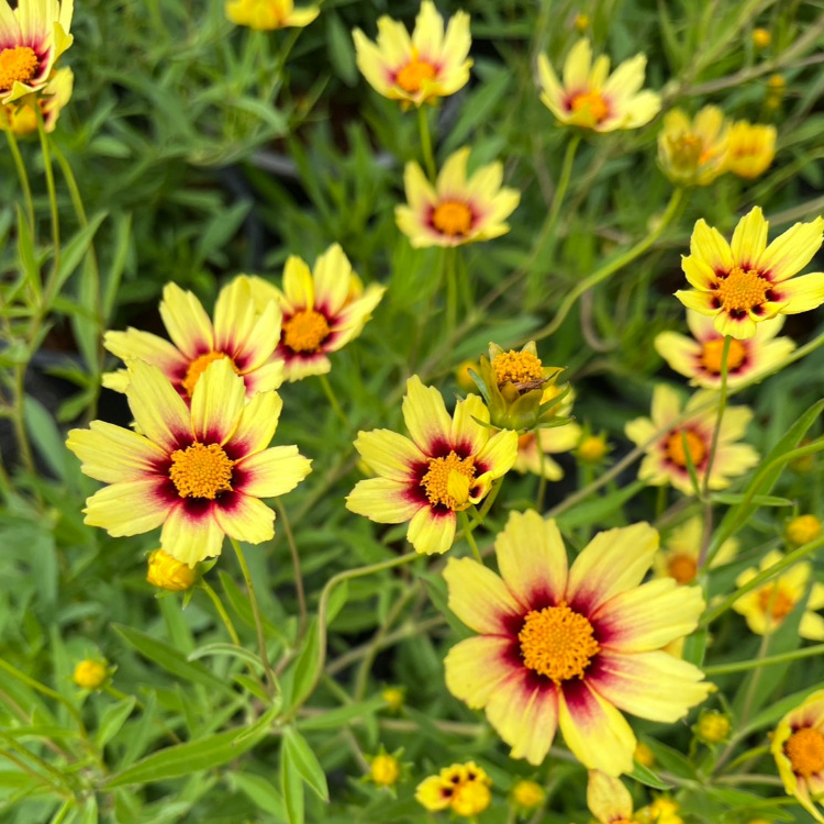จันทร์ฉาย ไม้ดอกสีเหลืองน่ารัก ให้ดอกเยอะ มีดอกตลอดปี Coreopsis grandiflora 'Solar Moon’