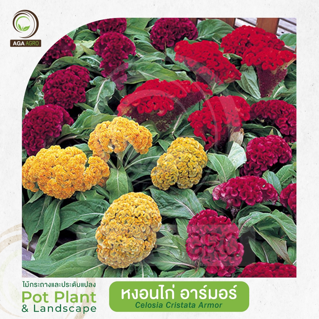 AGA AGRO I "หงอนไก่ อาร์มอร์" ช่อดอกใหญ่ ขดเป็นเกลียวแน่น-100เมล็ด -Celosia Cristata Armor