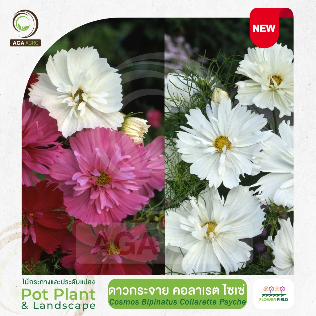 AGA AGRO I "ดาวกระจาย คอลาเรตไซเช่ "ต้นสูง ดอกกึ่งซ้อน กลีบดอกหยัก-1,000เมล็ด-Cosmos Collarette Psyche