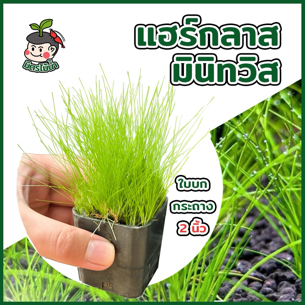 แฮร์กลาสมินิทวิส Hairglass ไม้น้ำหน้าตู้ lowtech