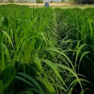 #เมล็ดหญ้ากัมบ้า 1กก. #หญ้ากัมบ้า เมล็ดพันธุ์หญ้ากัมบ้า Andropogon gayanut #เกรียงศักดิ์เมล็ดและท่อนพันธุ์หญ้าอาหารสัตว์
