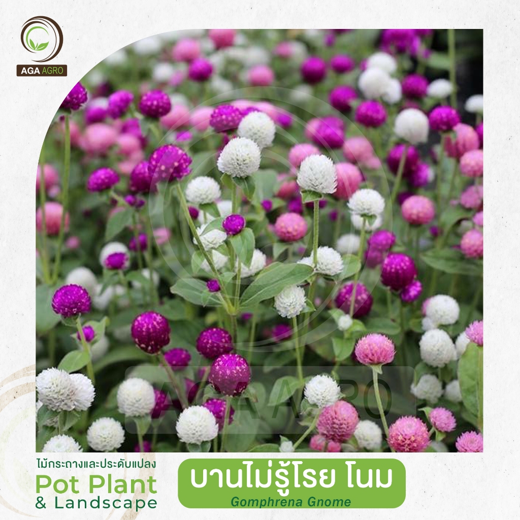 AGA AGRO I "บานไม่รู้โรย โนม" สายพันธุ์แคระ ออกดอกไว-100เมล็ด-Gomphrena Gnome