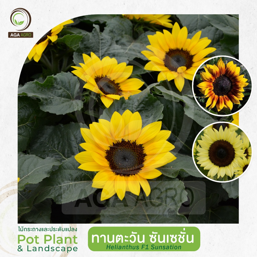 AGA AGRO I"ทานตะวัน ซันเซชั่น" ลูกผสม ดอกใหญ่ ดอกย่อยขึ้นตามกิ่ง-50&100เมล็ด-Helianthus Sunsation