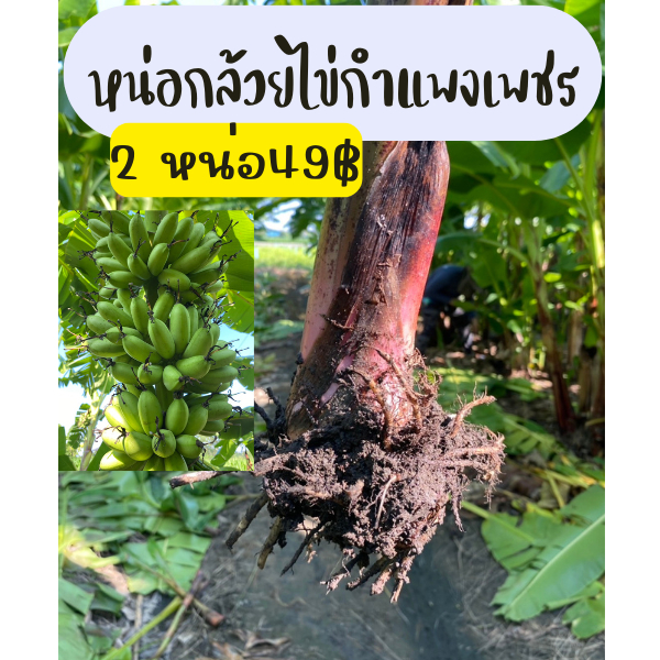 หน่อกล้วยไข่ หน่อกล้วยไข่กำแพงเพชร พร้อมส่ง ขุดสด หน่อกล้วยสมบูรณ์
