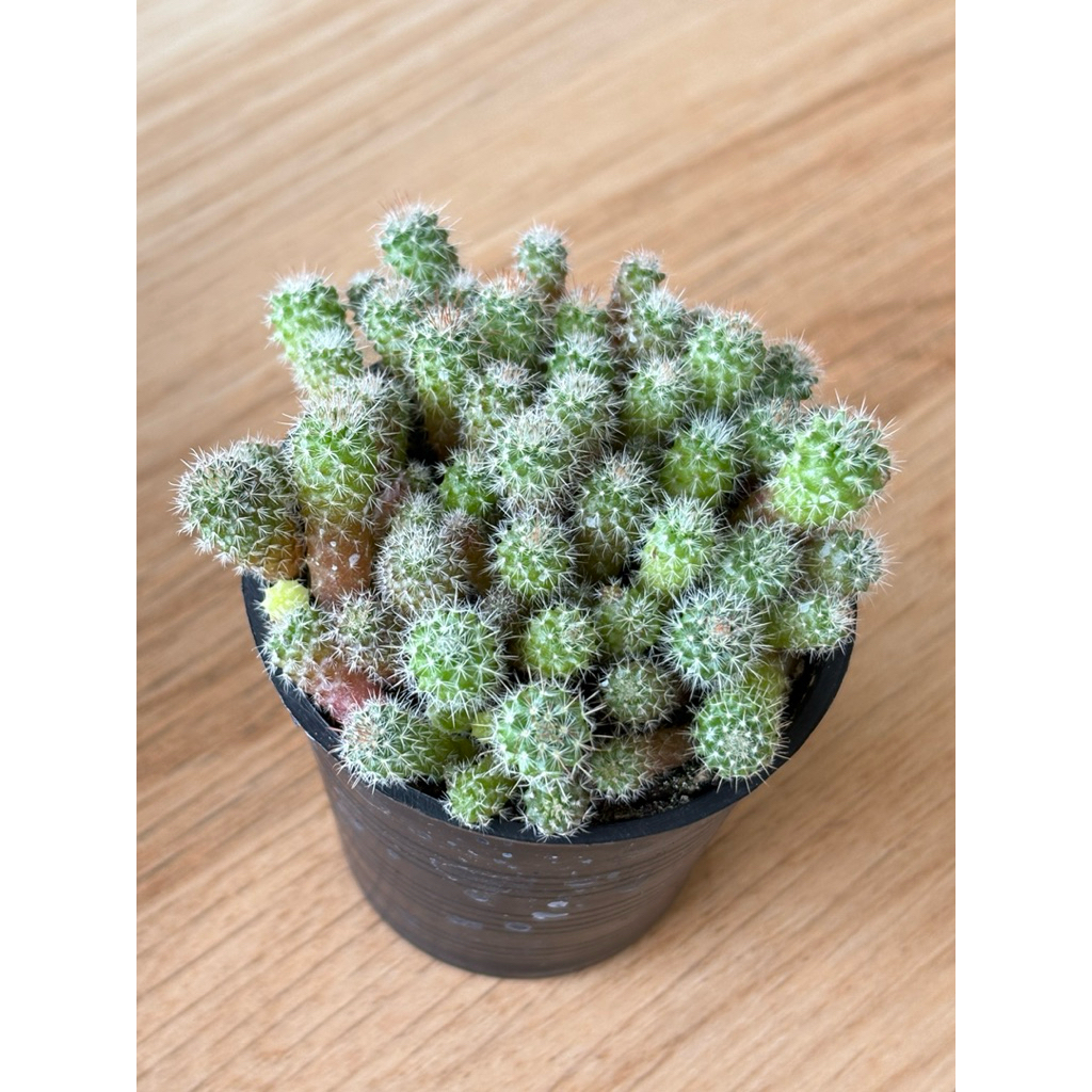 แมมแม่เฒ่า แคคตัส แบบพอต คุ้มๆในกระถาง 2.5” ส่งทั้งกระถางเลยค่ะ 🪴 - รูปที่ 3