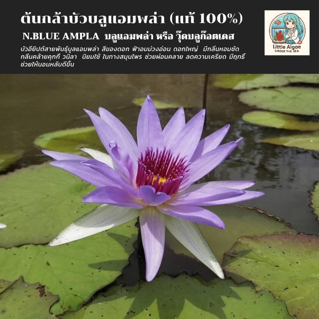 บัวอียิปต์สายพันธุ์บลูแอมพล่า หรือ วู๊ดบลูก๊อตเดส บัวอียิปต์แท้ บัวมายา (หมด)