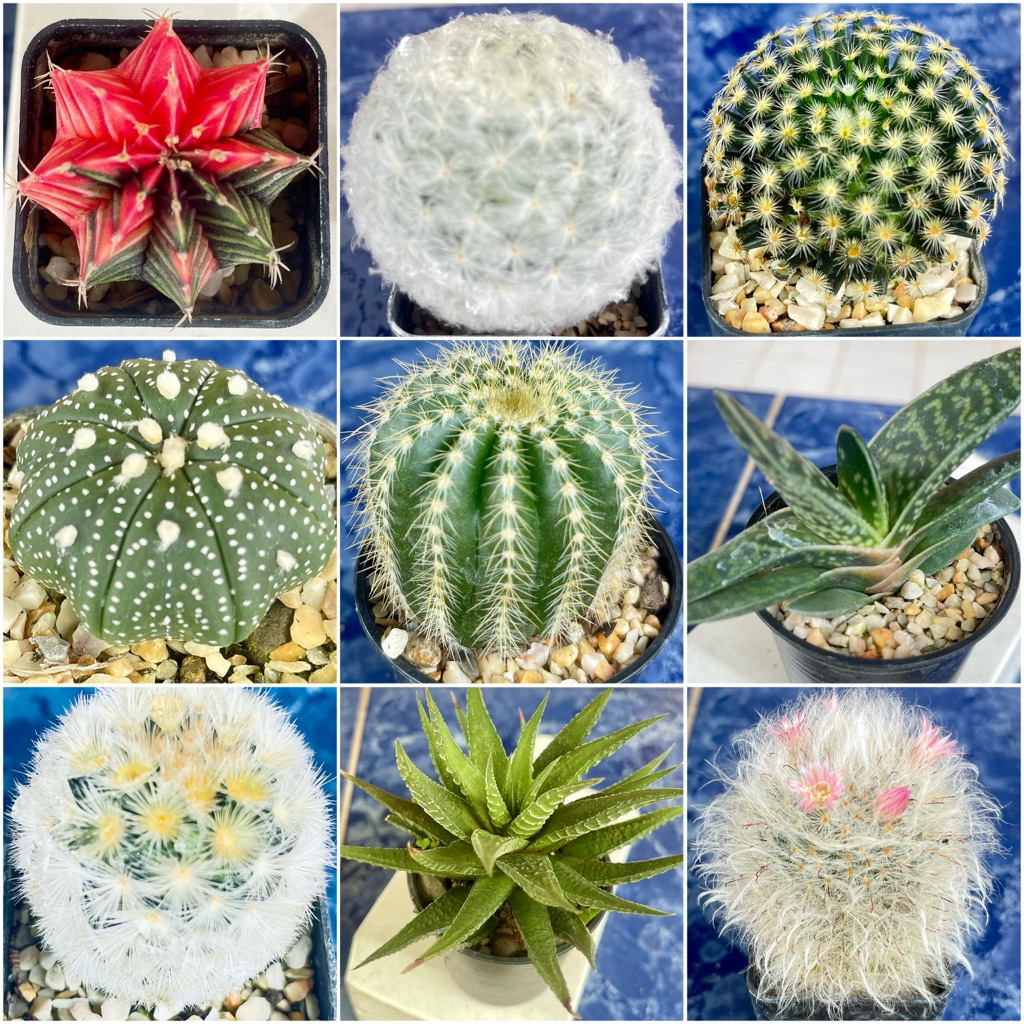 🌵10แถม1 🌵แคคตัส|กระบองเพชร  ส่งทั้งกระถาง
