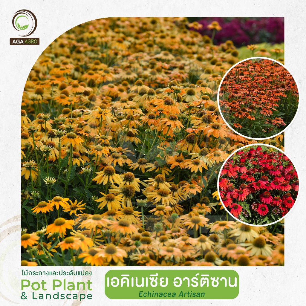 AGA AGRO I "เอคิเนเซีย อาร์ติซาน" ไม้ดอกอายุข้ามปี ชอบแดดจัด ปลูกง่าย-10&50เมล็ด-Echinacea Artisan