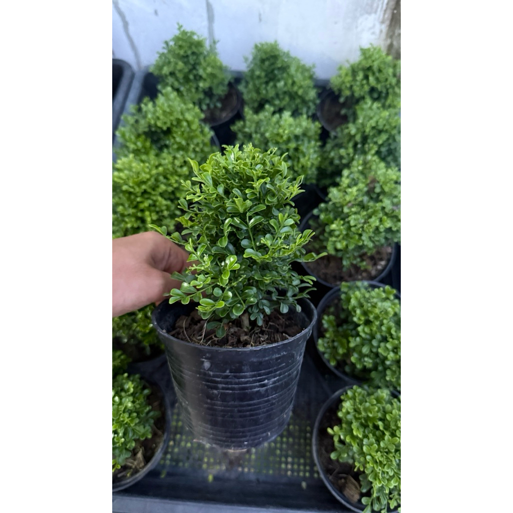 แก้วแคระอินโด เลี้ยงแดด ดอกสีขาว กระถาง4นิ้ว - รูปที่ 2