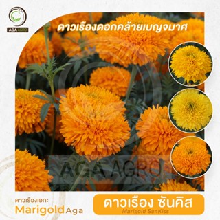 ดาวเรืองเอกะ I 