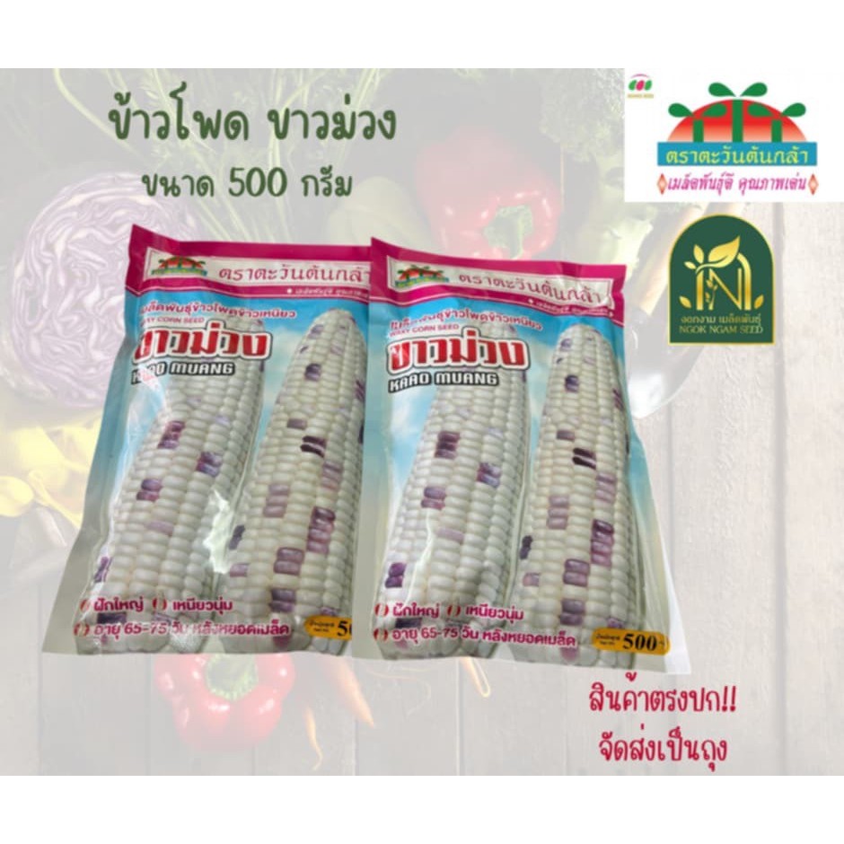 เมล็ดข้าวโพดข้าวเหนียวขาวม่วง ขนาด 500 กรัม