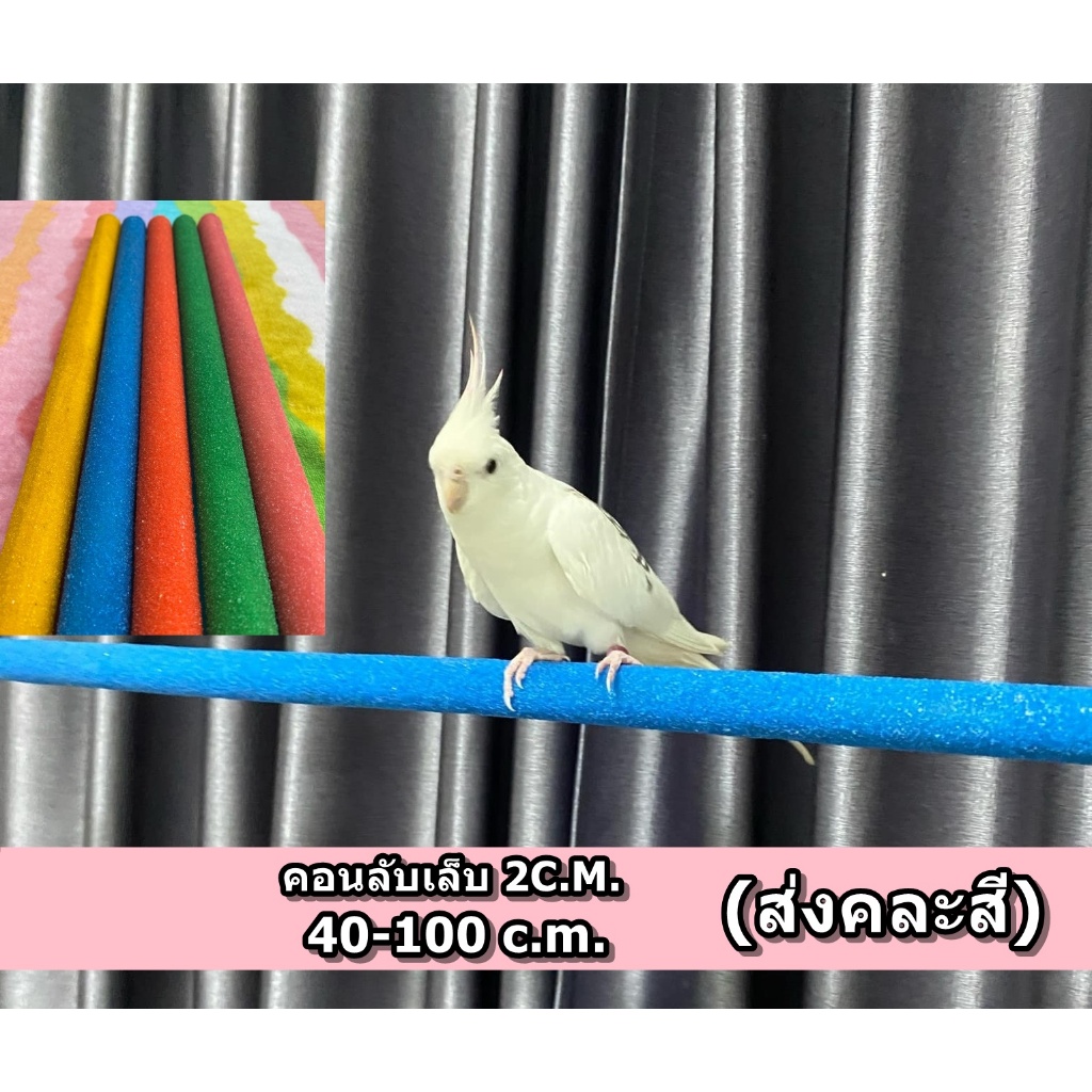คอนยืนนก คอนไม้ คอนลับเล็บ คอนนก หนา20มิล  ยาว50-100c.m. ใช้ได้กับนกทุกชนิด