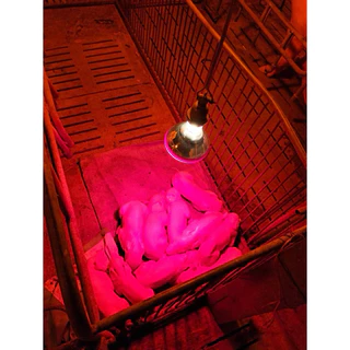 หลอดไฟอินฟาเรด สีแดง/ขาว พร้อมขั้วเซรามิก E27 สาย.1.8m หลอดไฟกกสัตว์ infrared bulb