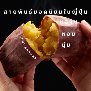มันหวานญี่ปุ่นเบนิฮารุกะ แบบดิบ คละไซส์ นำเข้าจากญี่ปุ่น🇯🇵