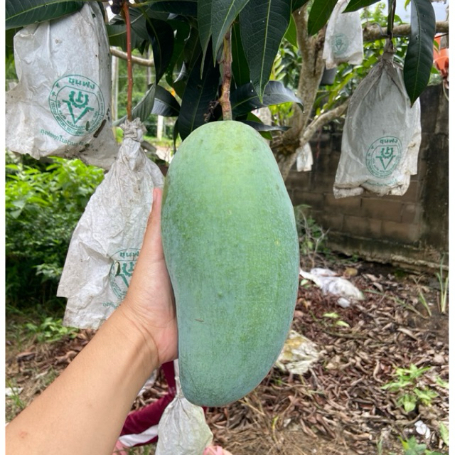 มะม่วงแก้วขมิ้น เปรี้ยว มะม่วงยักษ์มัน และมะม่วงมันขุนศรี สดๆจากสวน เจ้าของขายเอง