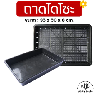 ถาดไดโซะ ถาดเพาะกล้า ถาดเพาะชำ แบบทึบ แบบเจาะรู