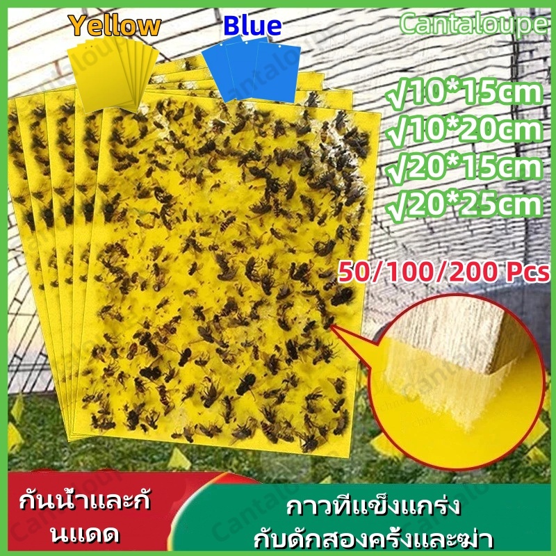 แผ่นกาวดักแมลง (มีกาวในตัว) มีให้เลือกหลายขนาด แพ็คละ 25/50/100 แผ่น กับดักแมลงกินผัก ดักแมลงศัตรูพืช กาวดักแมลงวันทอง