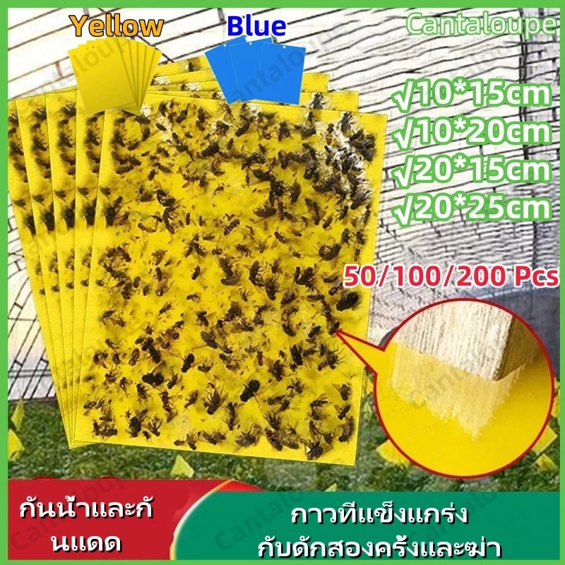 แผ่นกาวดักแมลง (มีกาวในตัว) มีให้เลือกหลายขนาด แพ็คละ 25/50/100 แผ่น กับดักแมลงกินผัก ดักแมลงศัตรูพืช กาวดักแมลงวันทอง