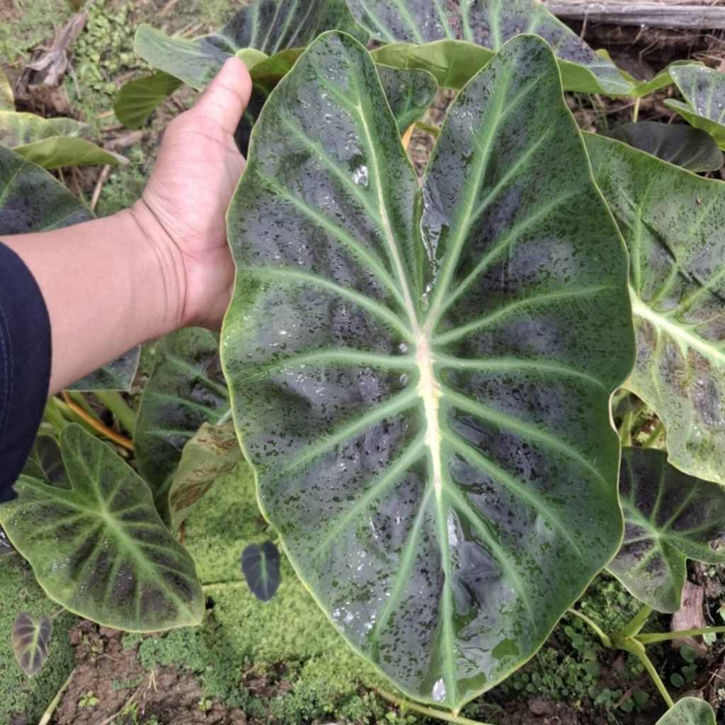 ( โคโลคาเซีย ศิวะ ) Shiva ตัดสด ราคาถูก สุดคุ้ม