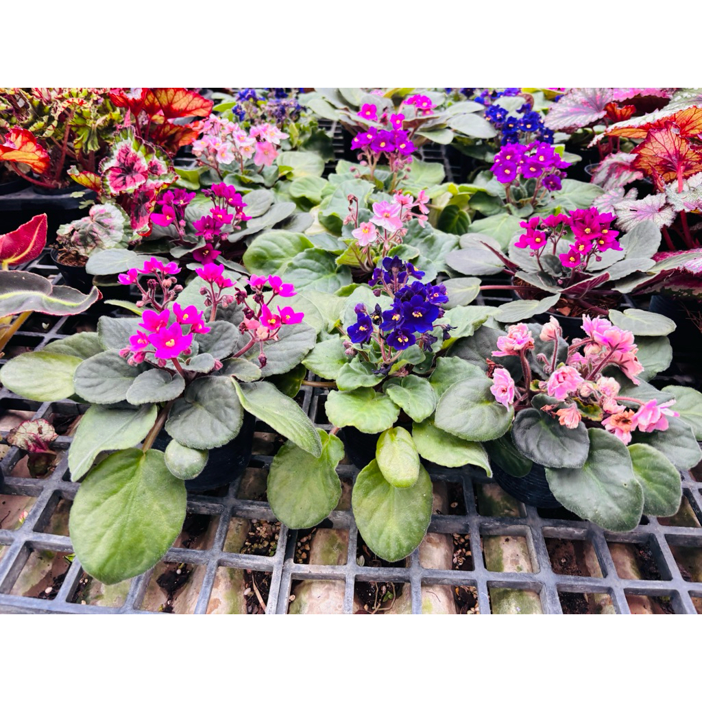 แอฟริกันไวโอเล็ต African Violet 🌼ใบสวยมากดอกมีตามช่วงเวลาทักก่อนสั่งได้กระถาง4-5นิ้ว ดอกออกตลอดใบสวย