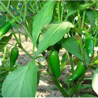 เมล็ดพันธุ์ พริกจาราปิโน่ Jalapeno Pepper Seed บรรจุ 80 เมล็ด คุณภาพดี ของแท้ 100%