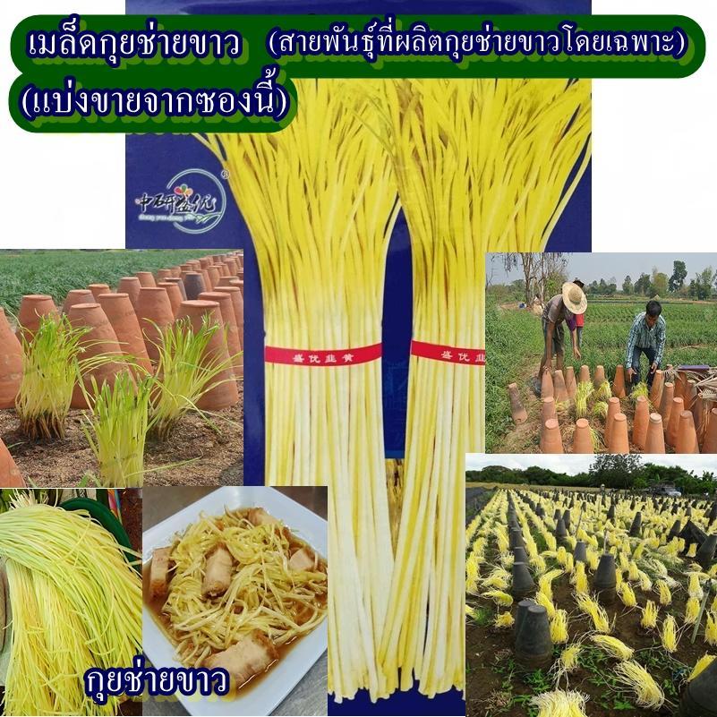 300+ เมล็ด เมล็ดกุยช่ายขาว (สายพันธุ์ที่ผลิตกุยช่ายขาวโดยเฉพาะ) (กอตั้งตรง ใบกว้างและหนา แตกก่อแก่งมาก ต้นสูง 40-55 ซม.)